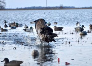 A dog running through water with ducks in the background.