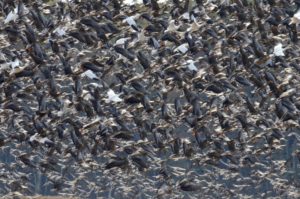 A flock of birds flying over the ocean.