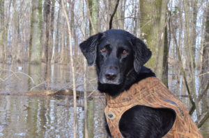 A black dog with a leather vest in the water.