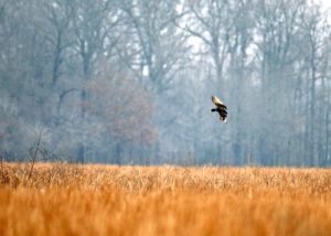 A bird flying over a field of dry grass.
