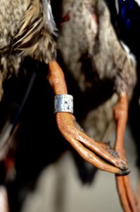 A close up of an ostrich 's foot with a ring on it.