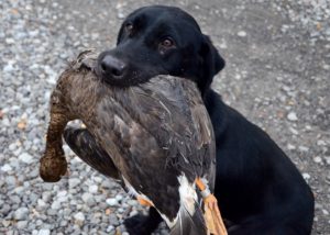 A dog holding a dead bird in its mouth.