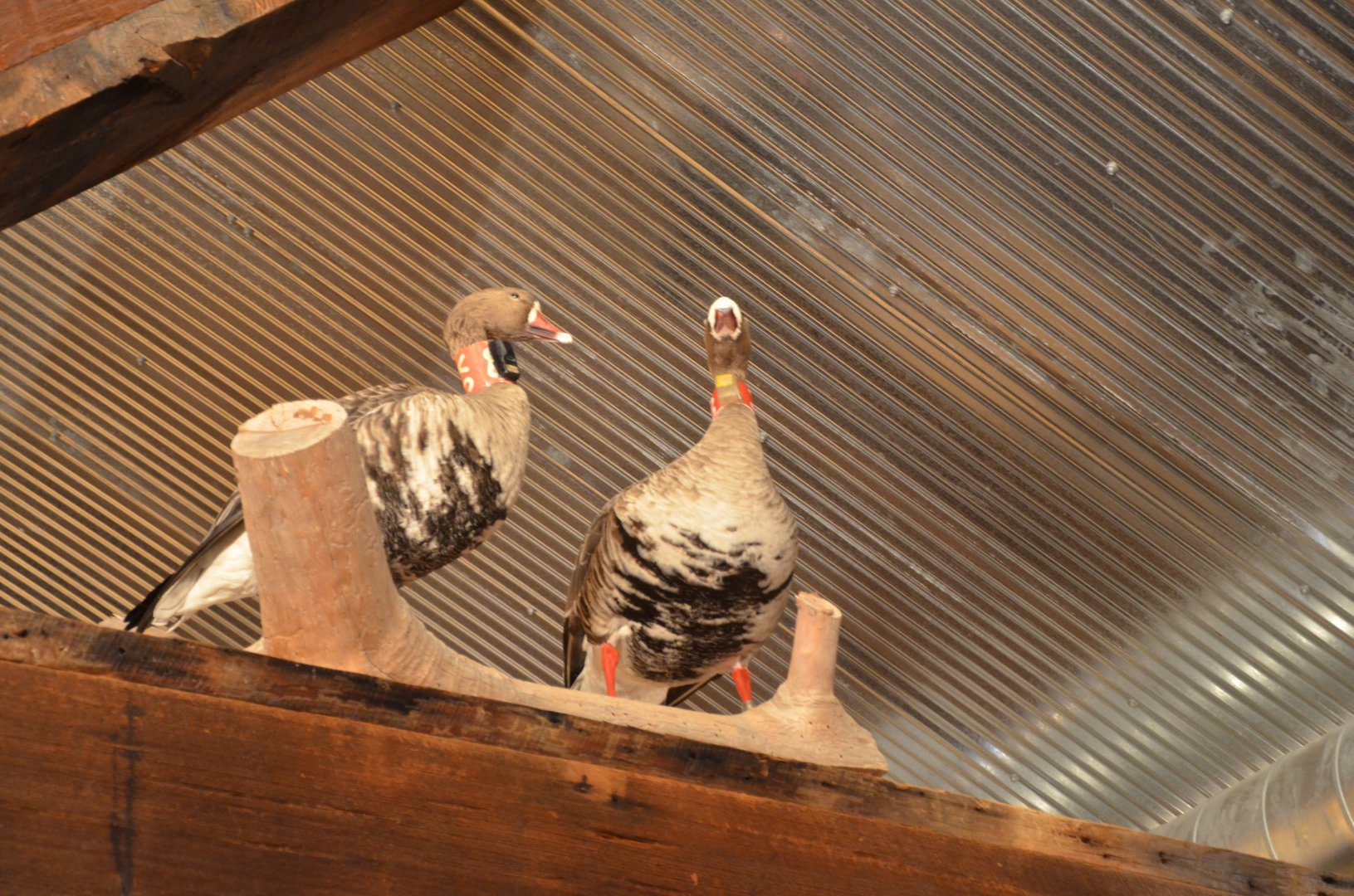 Two birds sitting on top of a wooden stand.